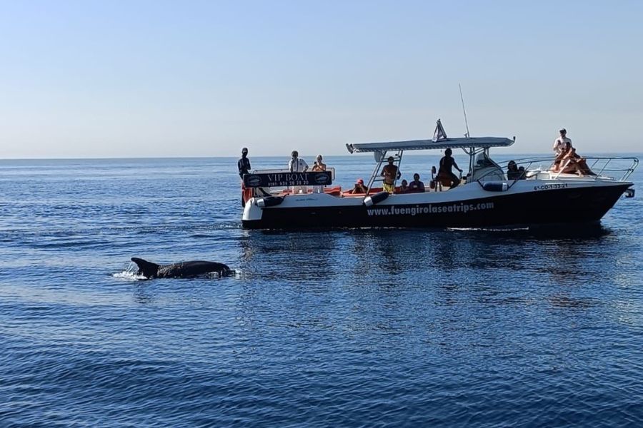 VIP boat and a dolphin on a calm sea