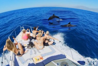 sunseeker-dolphin